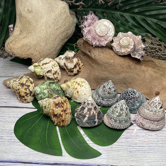 13 Assorted Turbo / Top / Delphinium Seashells Hermit Crabs Changing Nautical - Picture 6 of 12